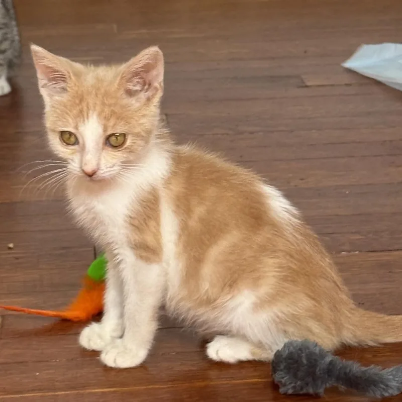 A baby small-sized male White Domestic Short Hair cat named Orange is the New for adoption in Los Angeles, CA