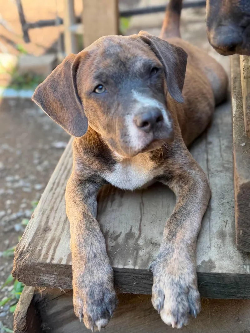 A baby medium-sized female Brindle Mixed Breed dog named Lumi for adoption in BONIFAY, FL