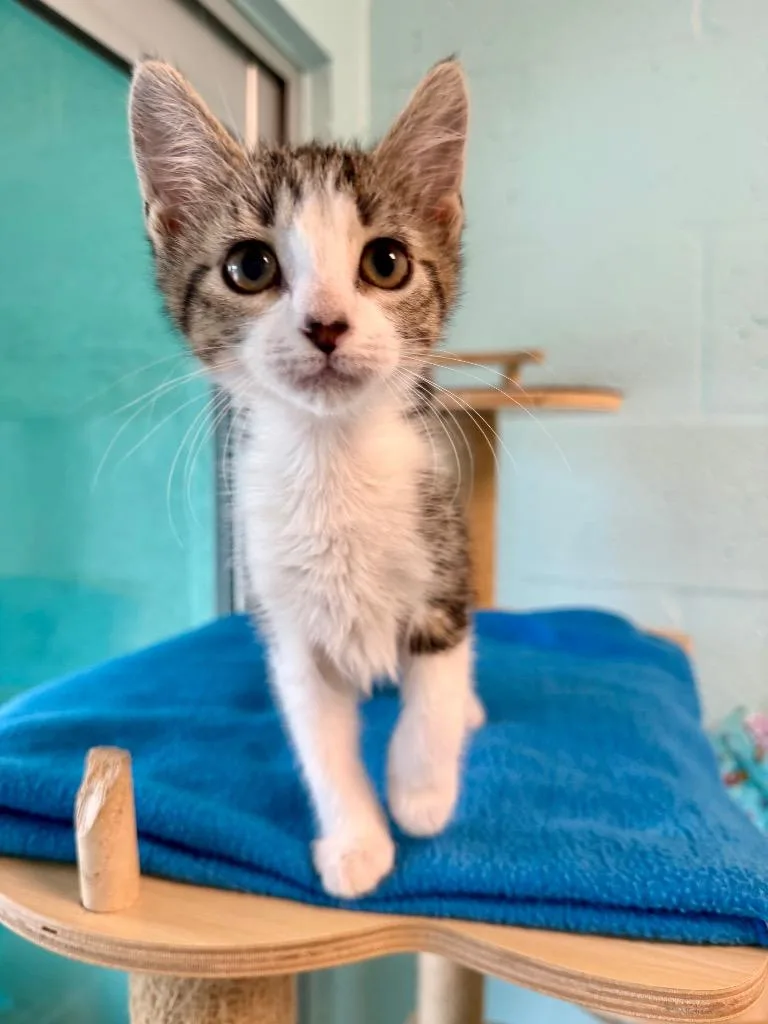 A baby small-sized female Domestic Short Hair cat named Vanilla Bean for adoption in Cape Coral, FL