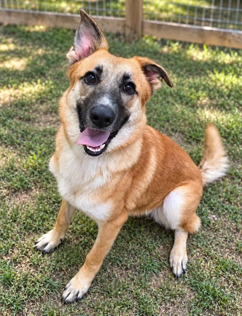 A baby medium-sized female Shepherd dog named Francine for adoption in Brownwood, TX