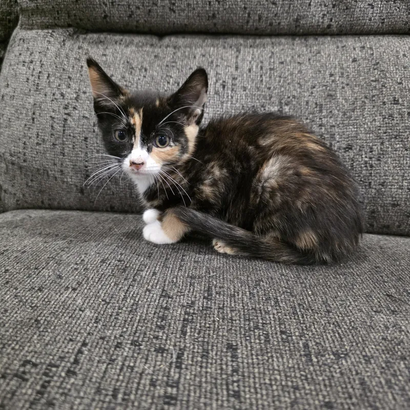 A baby medium-sized female Domestic Short Hair cat named Melody for adoption in Moriches, NY