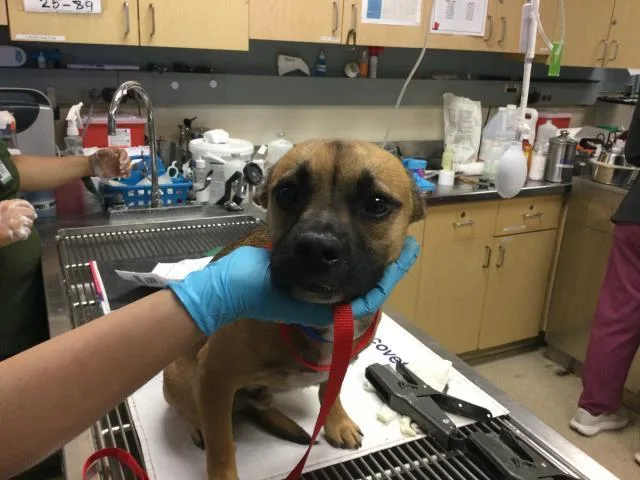 A young medium-sized male Terrier dog named Rocket for adoption in Riverside, CA