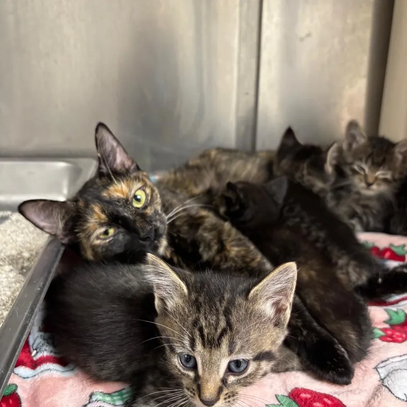 An adult small-sized female Domestic Short Hair cat named Mama for adoption in Galax, VA