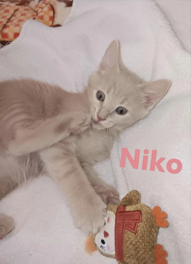 A baby medium-sized female Buff / Tan / Fawn Domestic Short Hair cat named Niko for adoption in Cincinnati, OH