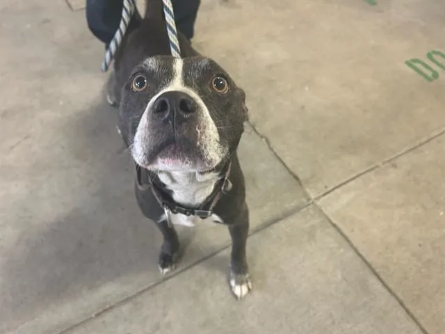 An adult medium-sized female Pit Bull Terrier dog named Dorothy for adoption in Ocala, FL