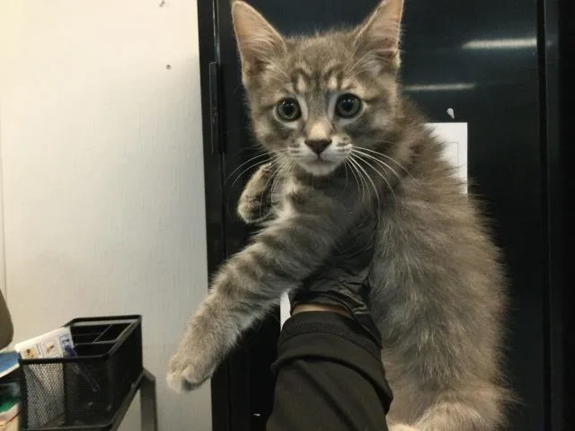 A baby small-sized male Domestic Short Hair cat named Cosmo for adoption in Thousand Palms, CA