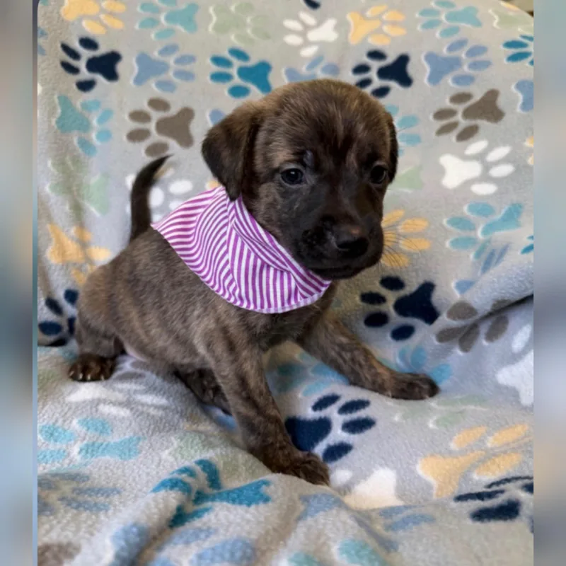 A baby medium-sized female German Shepherd Dog dog named Cricket for adoption in Plano, TX