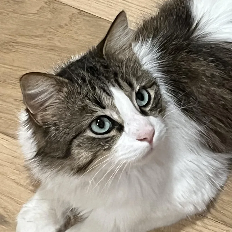 A young large-sized male Siberian cat named Benji for adoption in Satsuma, AL