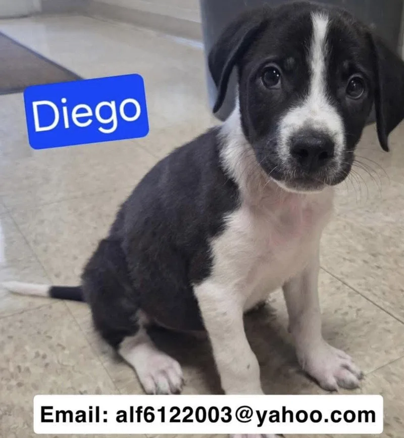 Diego thumbnail 2