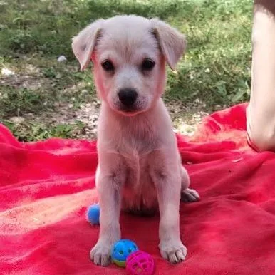 A baby medium-sized female Yellow / Tan / Blond / Fawn Labrador Retriever dog named Maven for adoption in Oceanside, NY