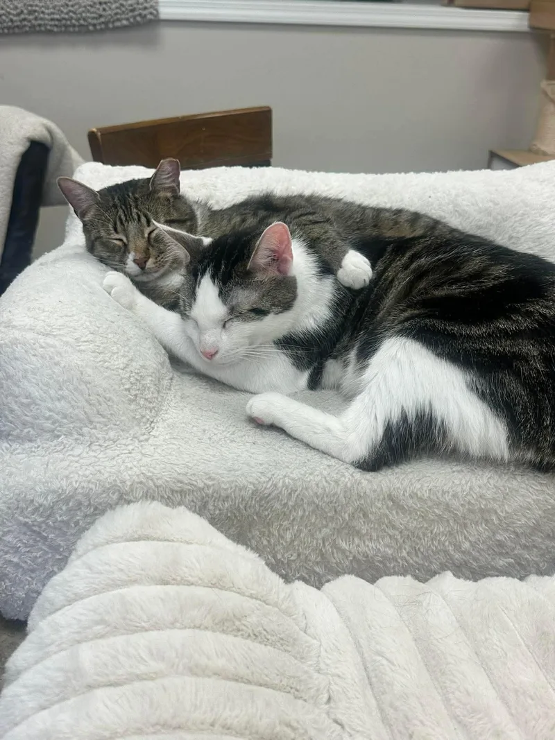 An adult large-sized male Domestic Short Hair cat named Jerry for adoption in Columbus, OH