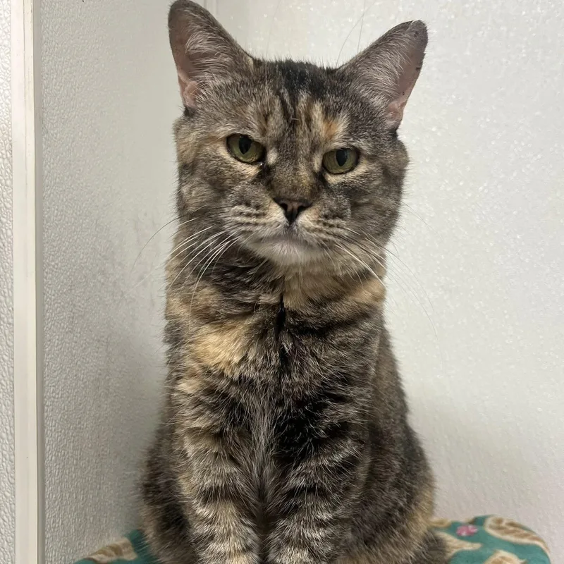 An adult medium-sized female Torbie cat named Arete for adoption in Albany, NY