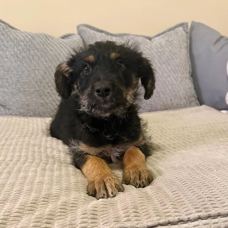 A baby small-sized female Black Shepherd dog named Carina for adoption in Agoura Hills, CA