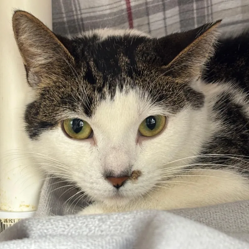 A young medium-sized female White Domestic Short Hair cat named Lilypad for adoption in Grand Rapids, MI