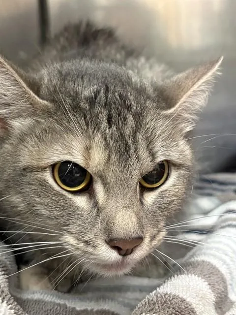 A young medium-sized female Domestic Short Hair cat named Callie for adoption in Killeen, TX