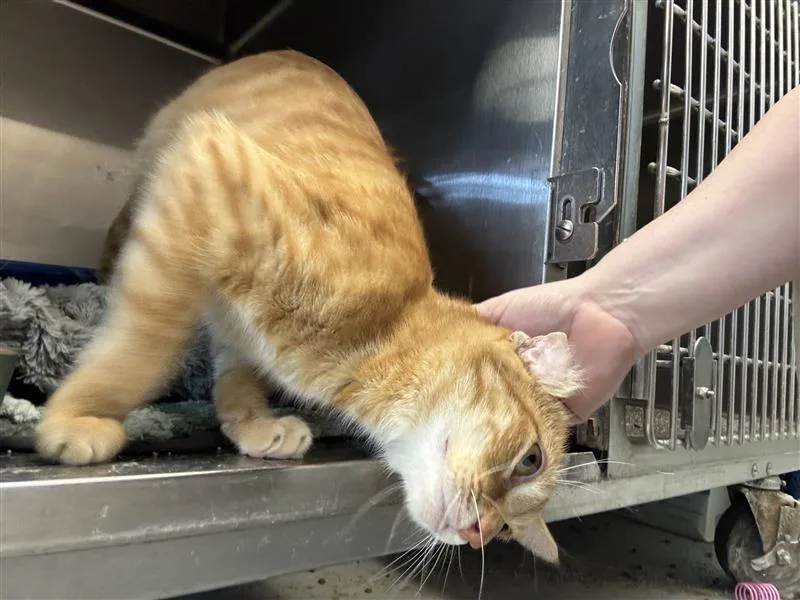 An adult large-sized male Domestic Short Hair cat named Hawk for adoption in New Kensington, PA