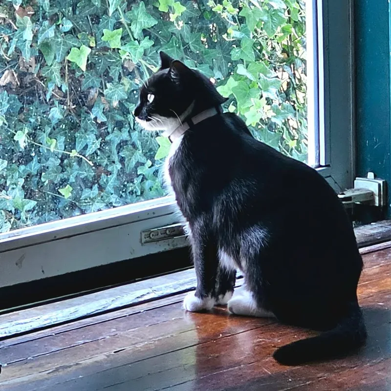 A young medium-sized female Black & White / Tuxedo Tuxedo cat named Trixie for adoption in Johnson City, TN