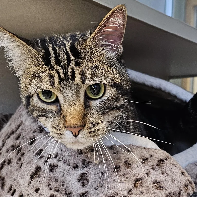 An adult medium-sized male Tabby (Brown / Chocolate) Domestic Short Hair cat named Romeo for adoption in Cedar Rapids, IA