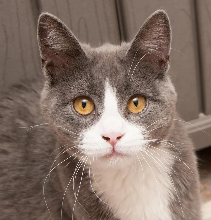 A young medium-sized female Gray & White Domestic Short Hair cat named Cinderella for adoption in Westminster, CO