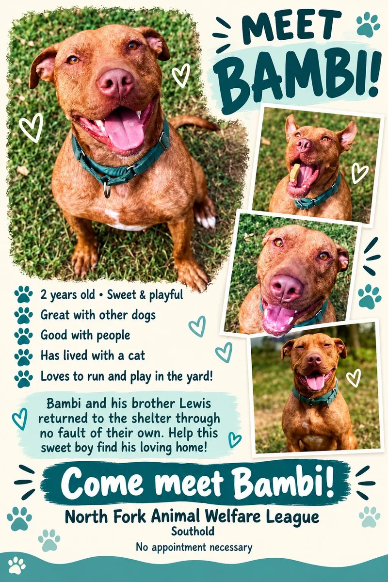 An adult large-sized male Terrier dog named Bambi for adoption in Southold, NY
