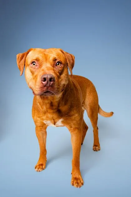 An adult large-sized male Mastiff dog named Mysterio for adoption in Sevierville, TN