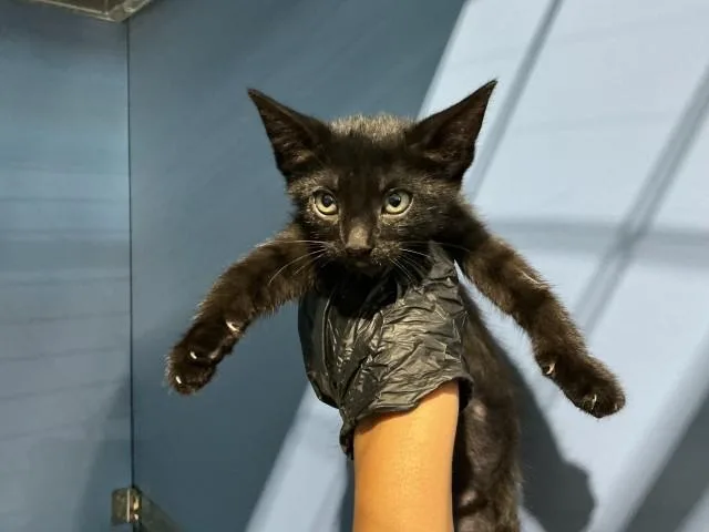 A baby small-sized female Domestic Short Hair cat named Josephine for adoption in San Bernardino, CA