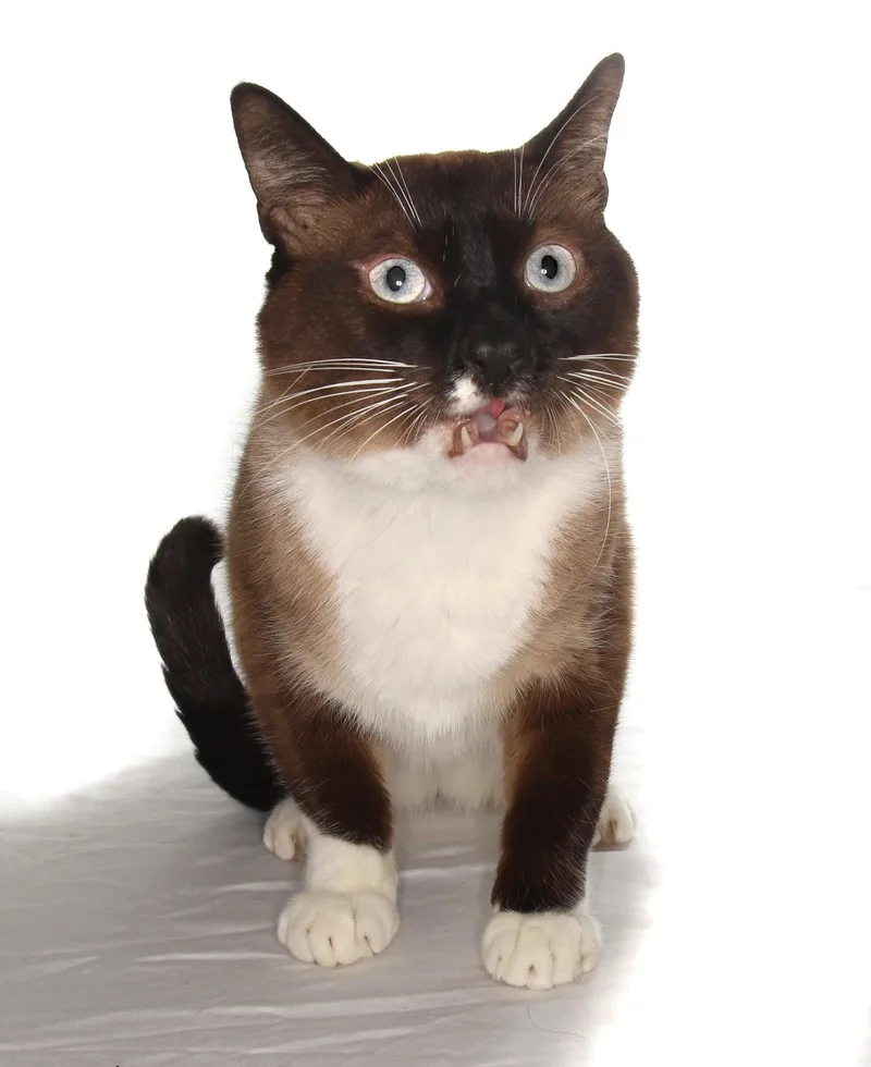 An adult medium-sized female Siamese cat named Tofu for adoption in Oakland Park, FL