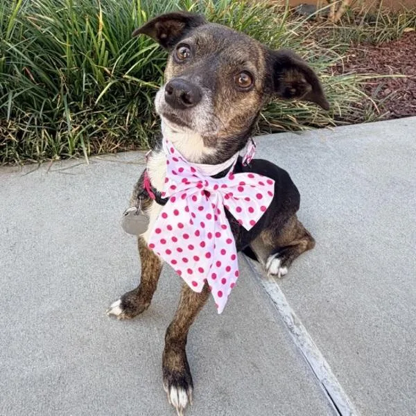 An adult small-sized female Chihuahua dog named Fomo for adoption in Walnut Creek, CA