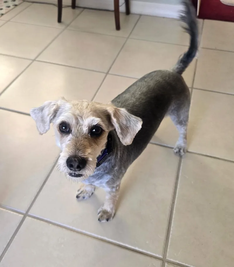 A young medium-sized male Gray / Blue / Silver Yorkie Poo dog named Bruno for adoption in Golden Valley, AZ