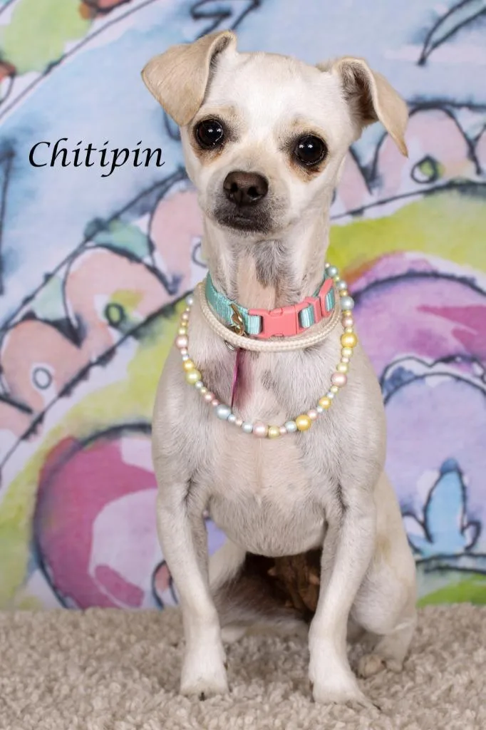 Chitipin