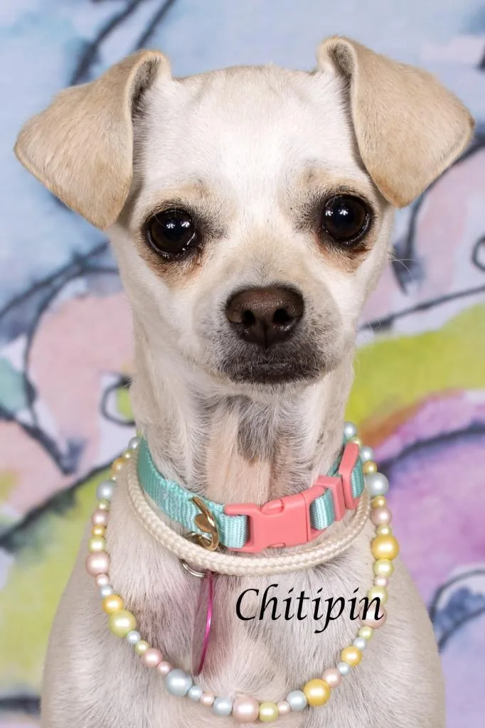 Chitipin thumbnail 2