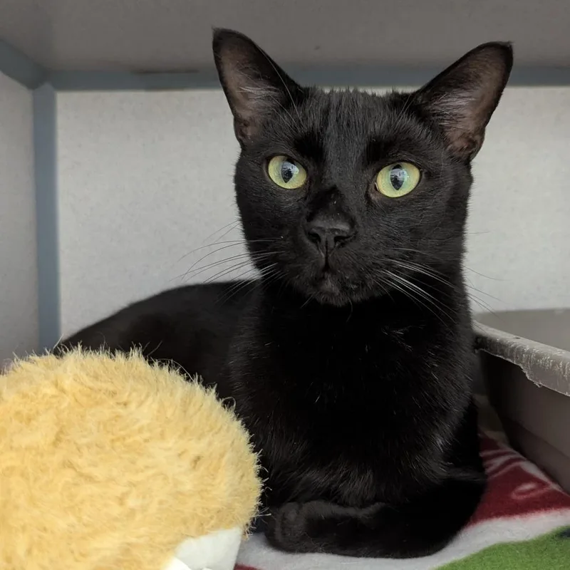 An adult small-sized male Black Domestic Short Hair cat named Atticus for adoption in Evansville, IN