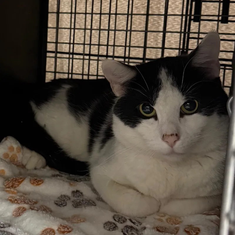 An adult small-sized male Domestic Short Hair cat named Orion for adoption in Bismarck, ND