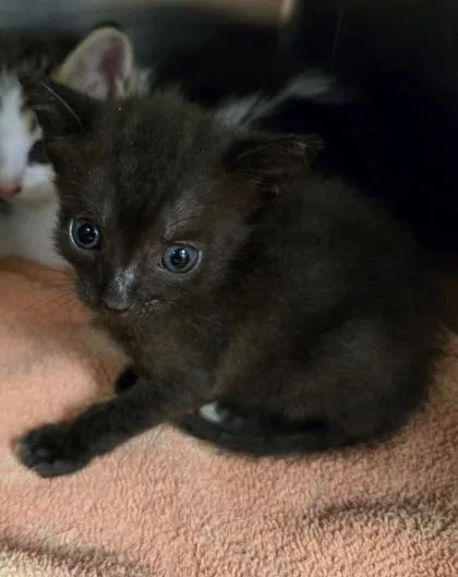 A baby small-sized female Domestic Short Hair cat named Princess for adoption in Gainesville, FL