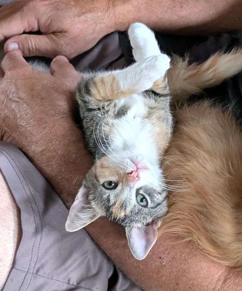 A baby medium-sized female Calico Domestic Short Hair cat named Polly & Poppy for adoption in Boiling Springs, PA