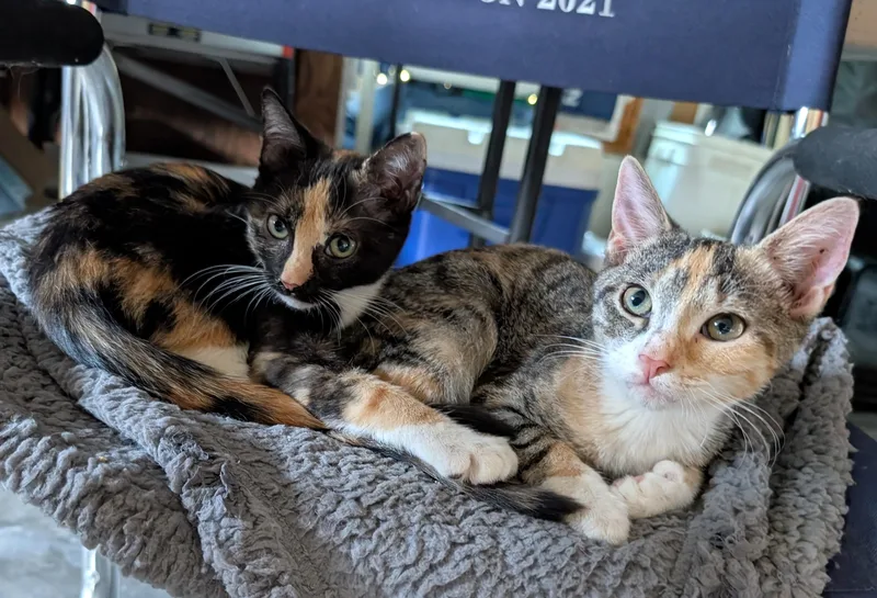 Polly & Poppy thumbnail 3
