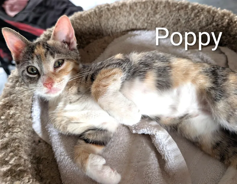 Polly & Poppy thumbnail 6