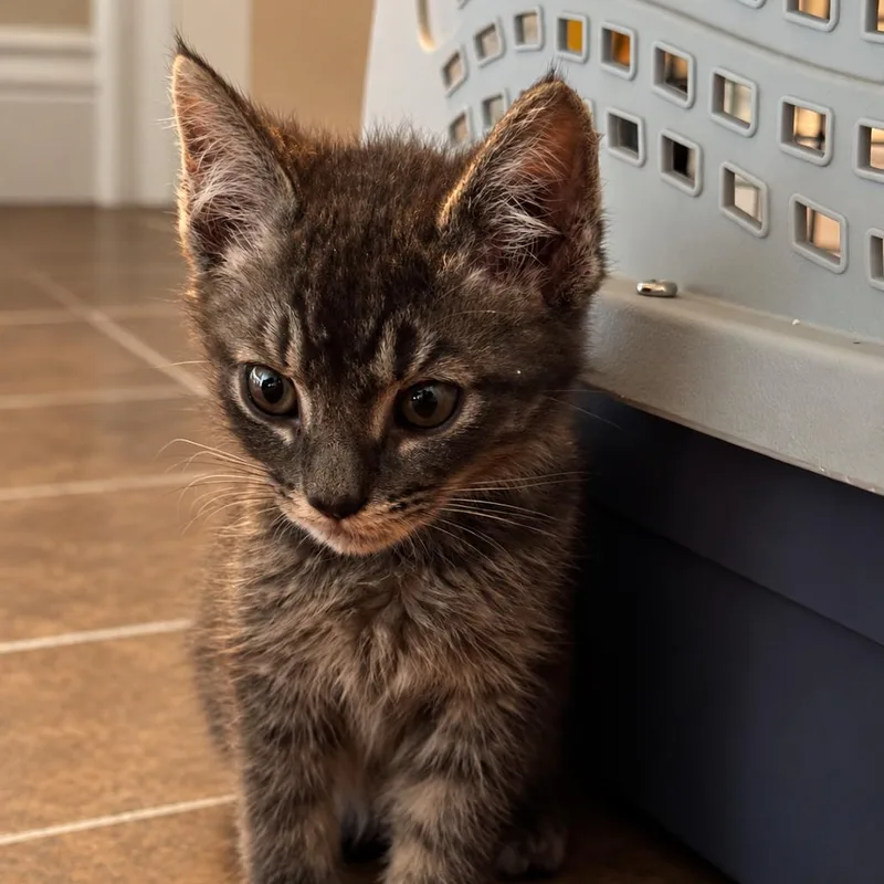 A baby small-sized male Domestic Medium Hair cat named Grail for adoption in Spokane, WA