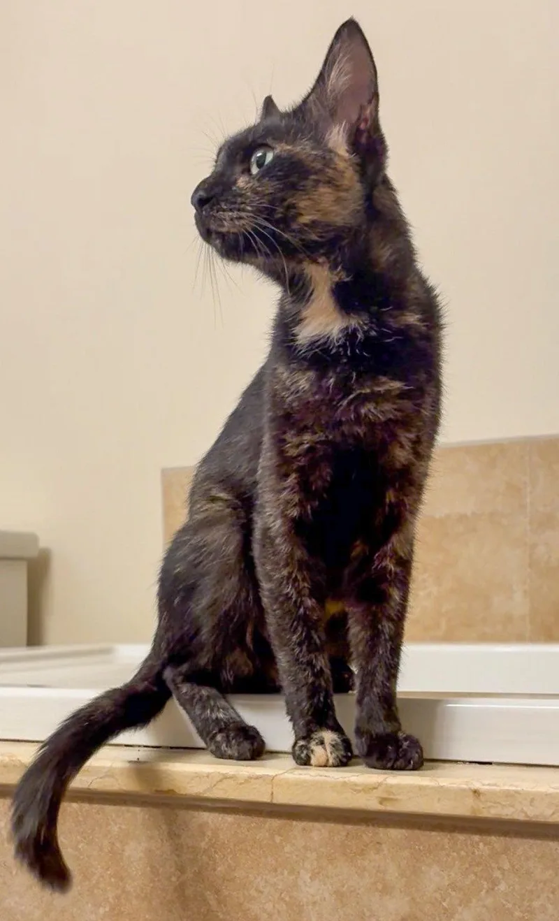An adult medium-sized female Tortoiseshell cat named Nora for adoption in Lighthouse Point, FL