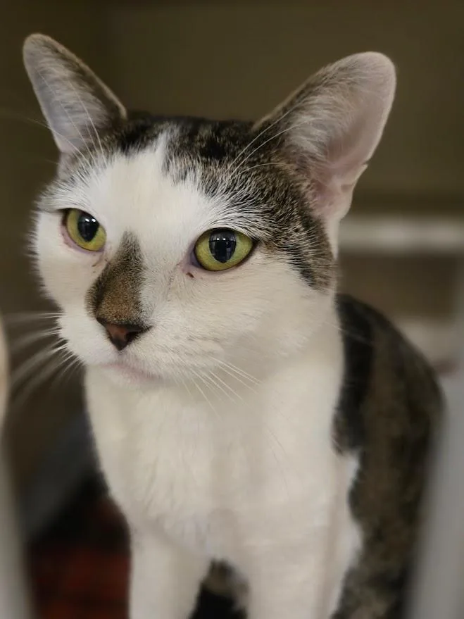 A young medium-sized female White Domestic Short Hair cat named Echo for adoption in New Rochelle, NY