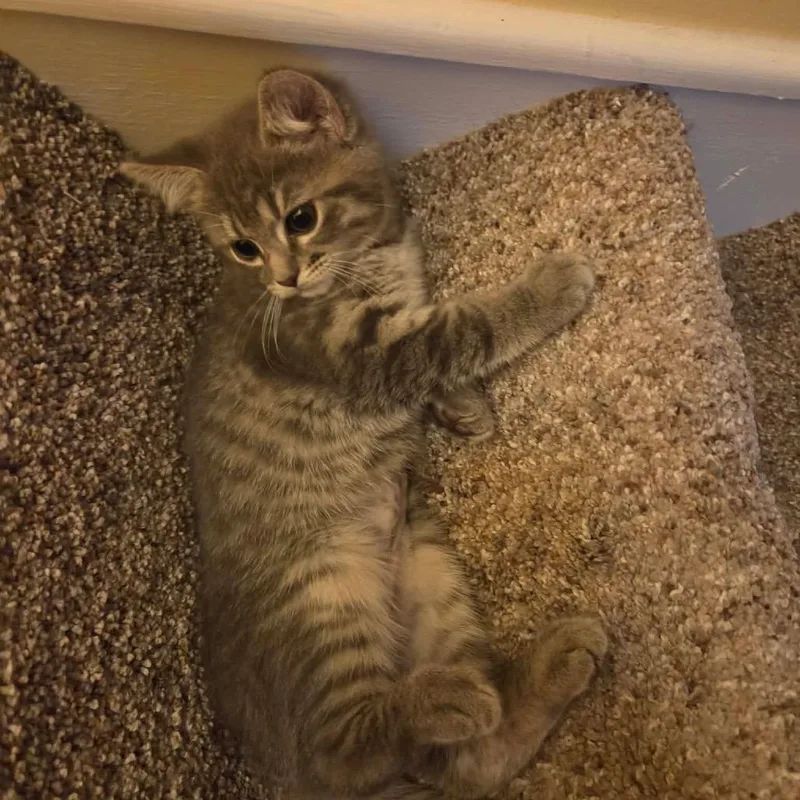 A baby small-sized female Domestic Short Hair cat named Potato for adoption in Pasadena , MD