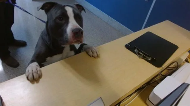 An adult large-sized male American Bulldog dog named Blu for adoption in Miami, FL