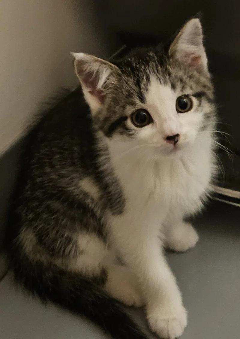 A young medium-sized female Tabby (Gray / Blue / Silver) Domestic Short Hair cat named Pizzelle for adoption in Washburn, WI