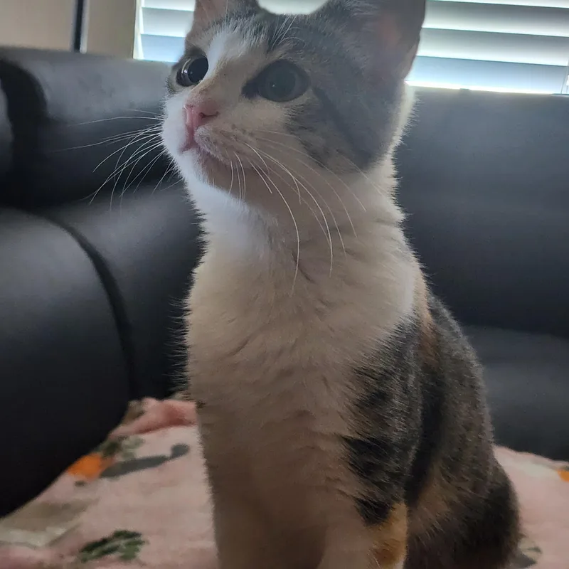 A baby medium-sized female Torbie Manx cat named Locket for adoption in Hutto, TX