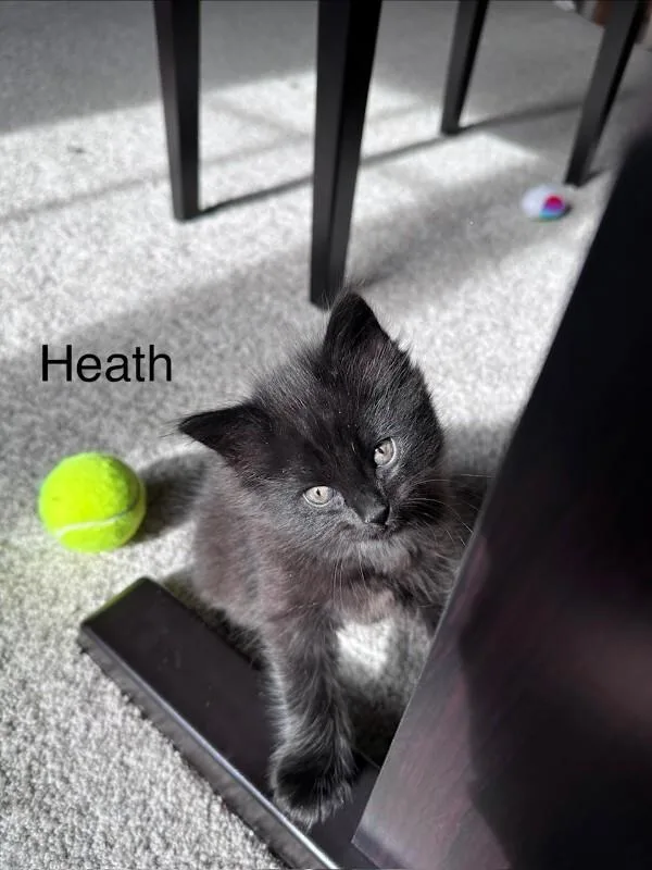 Heath