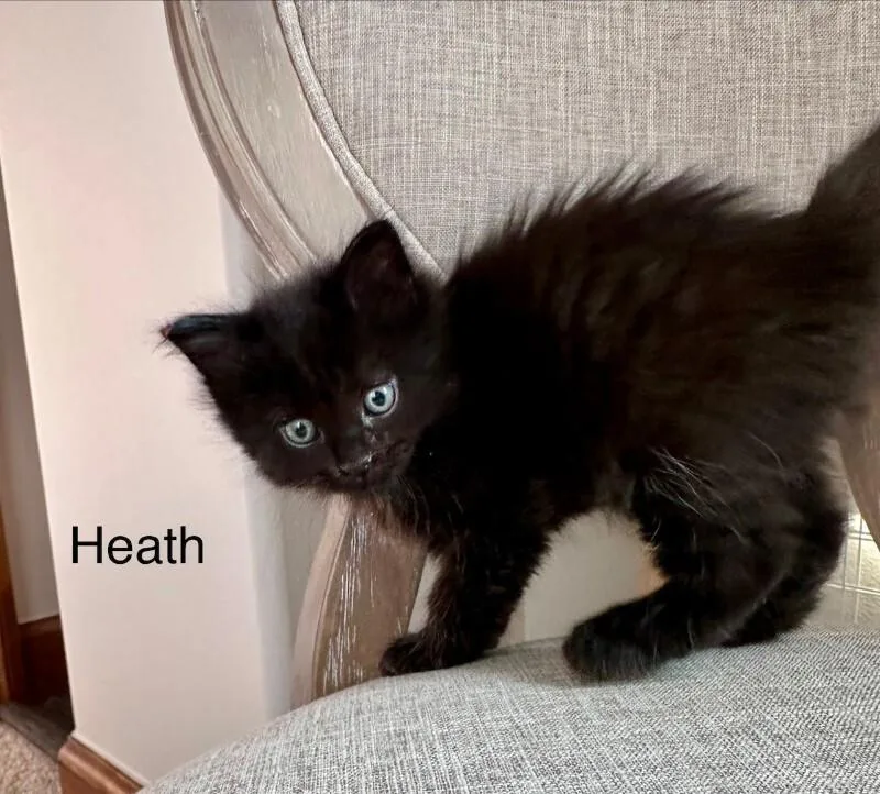 Heath thumbnail 2