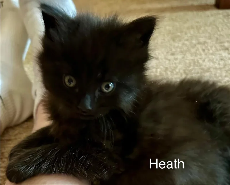 Heath thumbnail 3