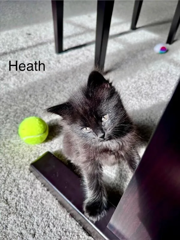 Heath thumbnail 4