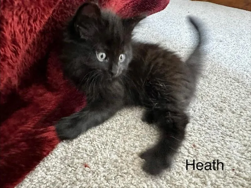 Heath thumbnail 5