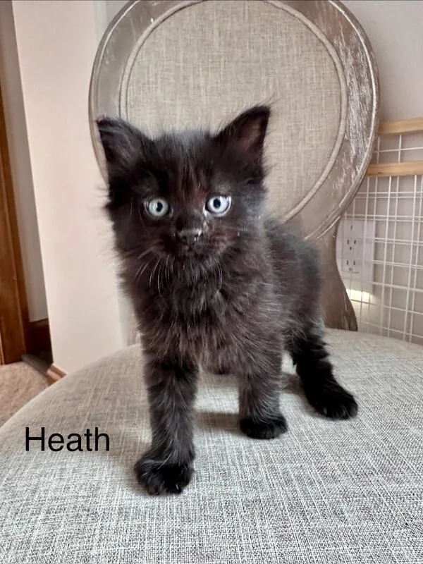Heath thumbnail 6
